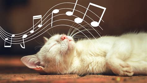 Does Music Calm Cats? A Closer Examination of the Feline-Melodious Relationship